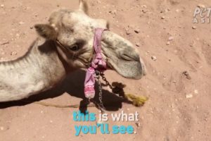 PETA Asia Animals in Petra, Jordan Investigation