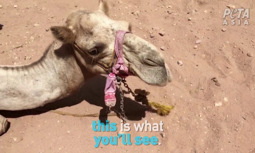 PETA Asia Animals in Petra, Jordan Investigation