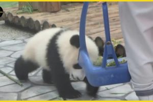 Panda | Baby panda and nanny cute | Animal Rescues #ST. SOME