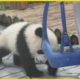 Panda | Baby panda and nanny cute | Animal Rescues #ST. SOME