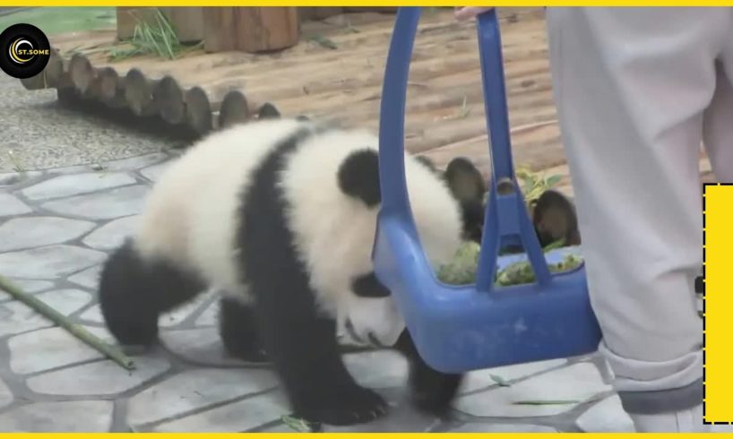Panda | Baby panda and nanny cute | Animal Rescues #ST. SOME