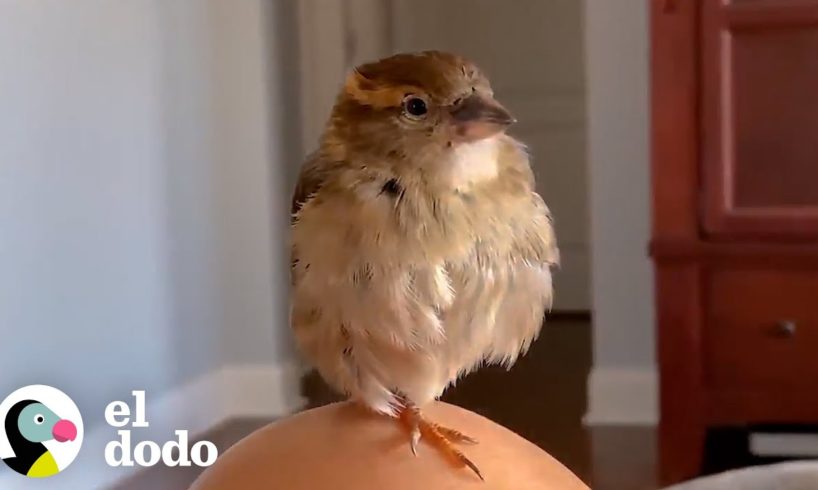 Pareja encuentra a un pequeño gorrión después de una tormenta | Pequeño y Valiente | El Dodo