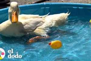 Pato finalmente aprende a nadar cuando los niños le organizan una fiesta en la piscina | El Dodo