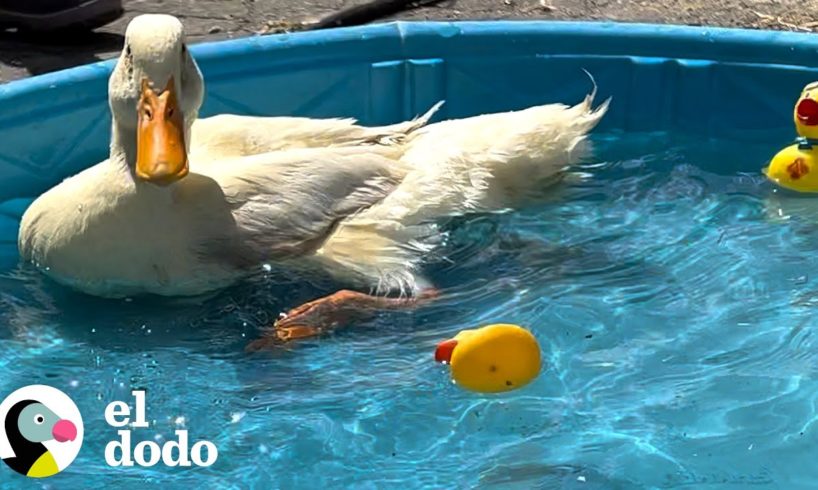 Pato finalmente aprende a nadar cuando los niños le organizan una fiesta en la piscina | El Dodo