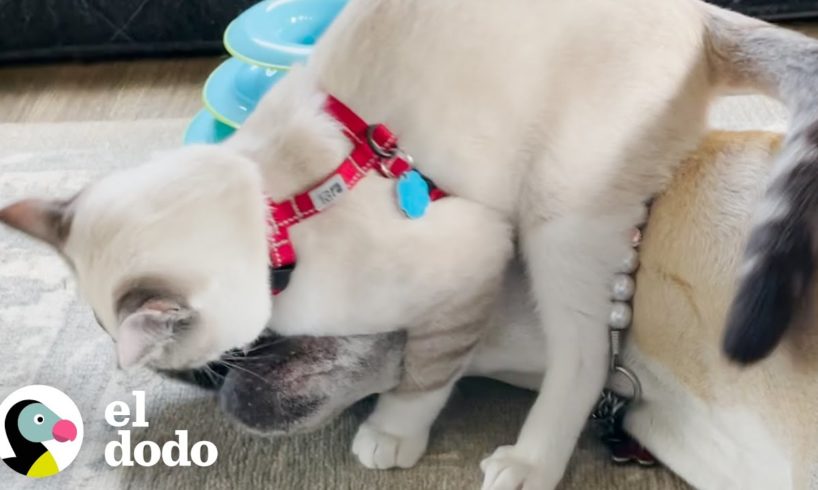 Pequeño gatito gobierna sobre 4 perros hermanos | Parejas Disparejas | El Dodo