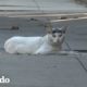 Pequeños gatitos rescatados obtienen su primer baño | El Dodo