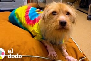 Perrita rescatada se enamora del veterinario que le salvó la vida | El Dodo