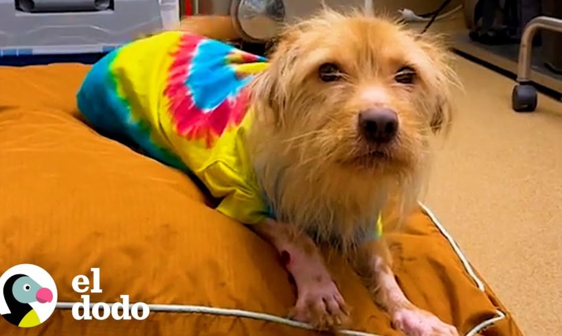 Perrita rescatada se enamora del veterinario que le salvó la vida | El Dodo