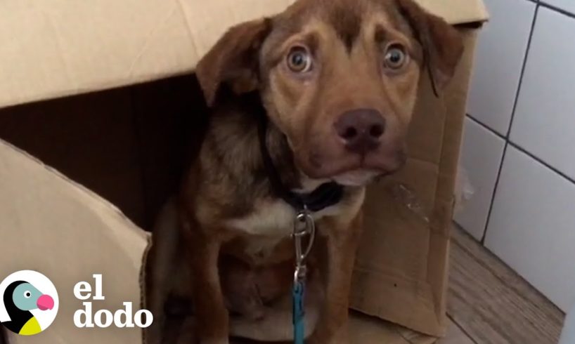 Perro asustado que no dejaba su caja de cartón finalmente se da cuenta de que está a salvo | El Dodo