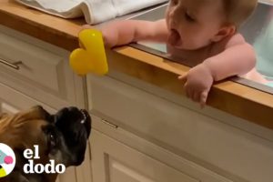 Perro ayuda a su hermanito a ponerse de pie por primera vez | El Dodo