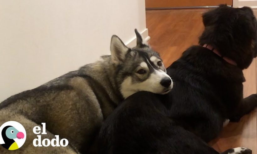 Perro corre a llamar a la puerta de su mejor amiga todas las noches para jugar | El Dodo