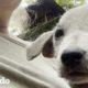 Perro diminuto sin pelo es visto al costado de la carretera | ¡Adóptame! | El Dodo