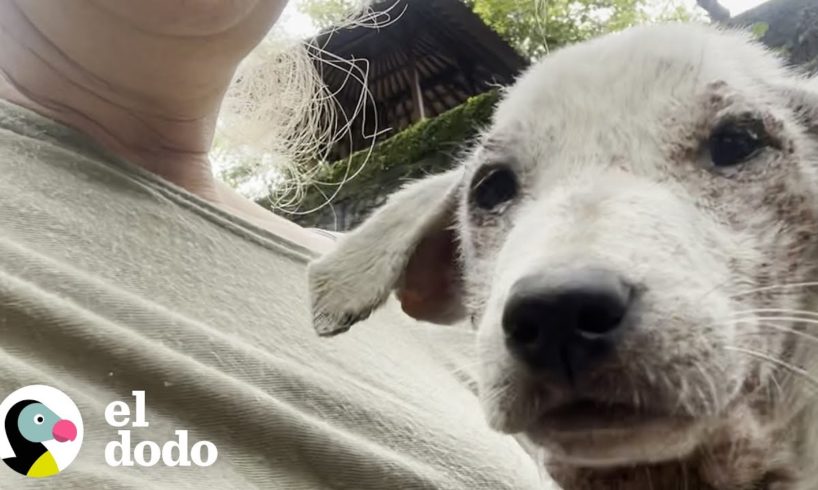 Perro diminuto sin pelo es visto al costado de la carretera | ¡Adóptame! | El Dodo