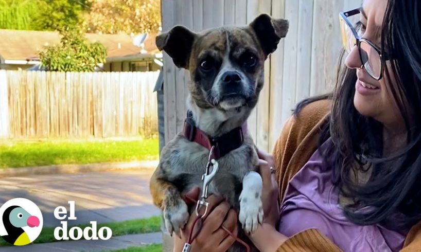 Perro más dulce es encontrado temblando en una zanja | El Dodo