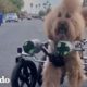 Perro que no paraba de caerse está tan orgulloso de llevar a su mamá a dar un paseo | El Dodo