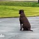 Perro rescatado espera en la entrada todos los días a que su papá vuelva a casa | El Dodo