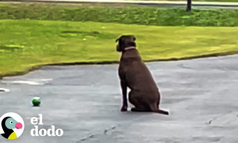 Perro rescatado espera en la entrada todos los días a que su papá vuelva a casa | El Dodo