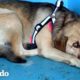 Perro rescatado se esconde en la esquina hasta que llega la persona perfecta | El Dodo