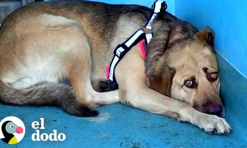 Perro rescatado se esconde en la esquina hasta que llega la persona perfecta | El Dodo