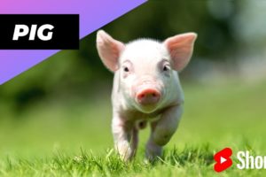 Pig ๐ท One Of The Most Intelligent Animals In The World #shorts