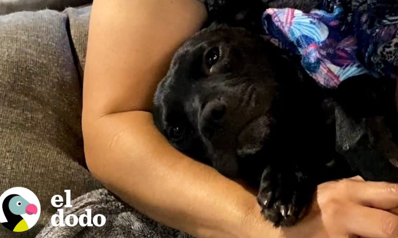 Pitbull embarazada es salvada y no deja de abrazar a su salvador | Puro Pitbull | El Dodo