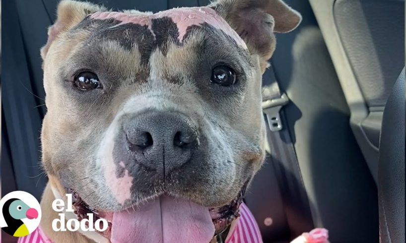 Pitbull rescatado no puede dejar de sonreír por su peluche rosado | El Dodo