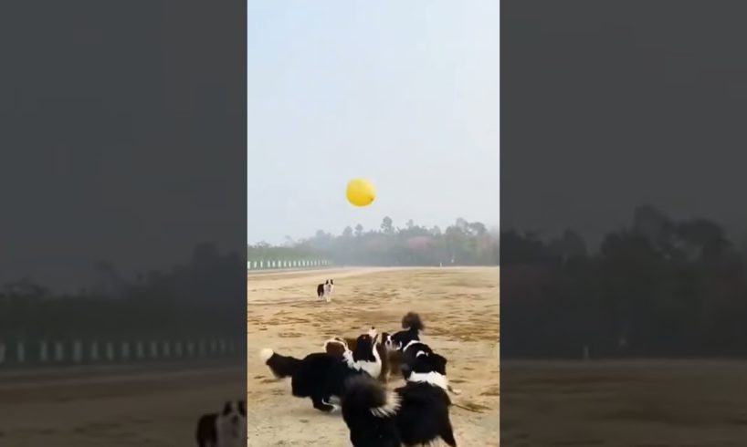 Playing Dog |Dog lover | Pet Animal #shortvideo