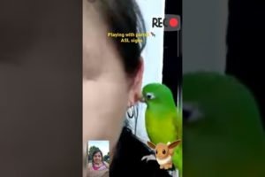 Playing parrot with ear!! #parrot #animals #ears