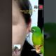 Playing parrot with ear!! #parrot #animals #ears