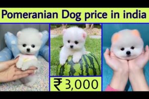 Pomeranian Dog price in india | teacup dog price in india | cute dog price in india | puppy dog pric