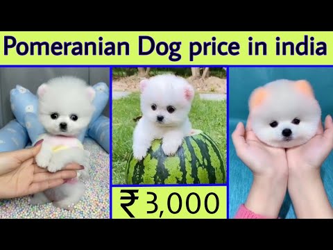 Pomeranian Dog price in india | teacup dog price in india | cute dog price in india | puppy dog pric
