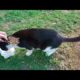 Poor CAT Just Wants Me To Show Him Love and Give Him Food  / Animal Rescue Video