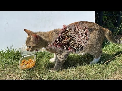 Poor Street Cat Asked Us For Food And We Feeded Them/ Animal Rescue Video