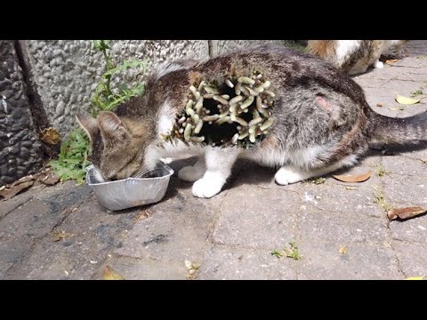 Poor Street Cats are very Hungry and they are Looking for Something to Eat/ Animal Rescue Video 2022