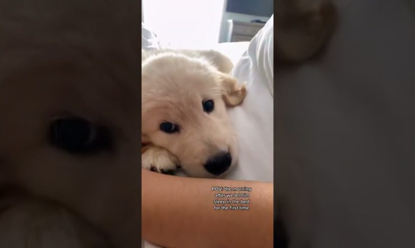 Puppy Sleeps in our Bed! 😍😍😂#Shorts #Animals #Cute #Pets #puppy