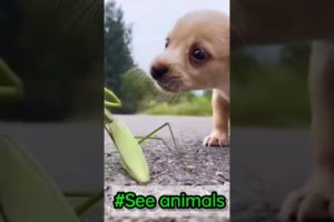 Puppy vs Insects playing #shorts #pets #trending #See animals