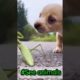 Puppy vs Insects playing #shorts #viral #See animals