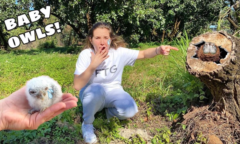 RESCUED BABY OWLS FROM CUT DOWN TREE!