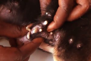 Removing Monster Mango worms From Helpless Dog! Animal Rescue Video 2022 #114