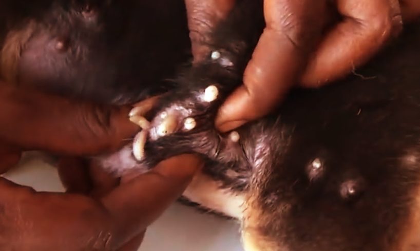 Removing Monster Mango worms From Helpless Dog! Animal Rescue Video 2022 #114