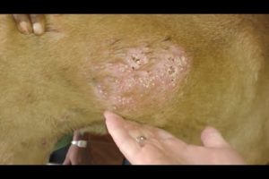 Removing Monster Ticks From Helpless Dog ! Animal Rescue Video 2022 #24