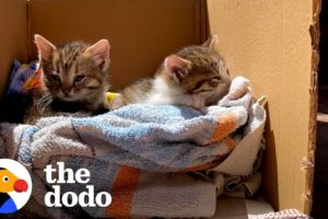 Rescue Kittens Love To Ride Around On Dad's Shoulders | The Dodo Cat Crazy