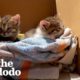 Rescue Kittens Love To Ride Around On Dad's Shoulders | The Dodo Cat Crazy