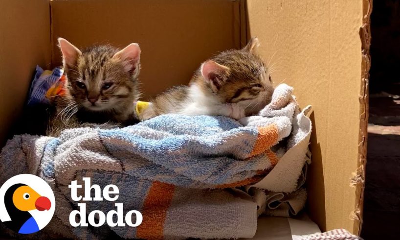 Rescue Kittens Love To Ride Around On Dad's Shoulders | The Dodo Cat Crazy