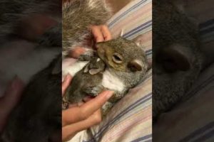 Rescue Squirrel Cuddles a Baby Rabbit || ViralHog