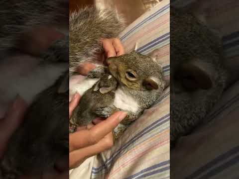 Rescue Squirrel Cuddles a Baby Rabbit || ViralHog