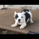 Rescue Tiny Puppy Was Abandoned With Foster But So Adorable And Active