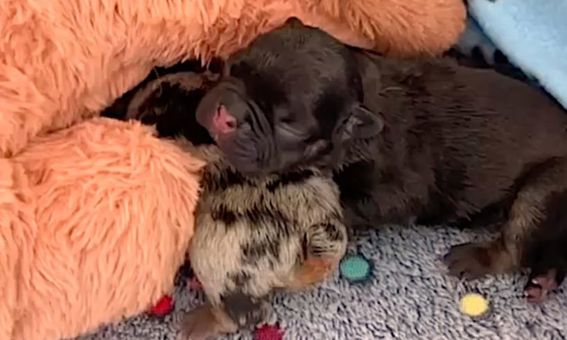 Rescue Two Tiny Poor Puppies Abandoned When They Were Only Two Days Old