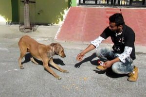 Rescue of a shy & wounded street dog.