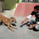 Rescue of a shy & wounded street dog.
